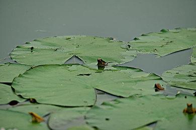 独立游戏《乐园》推出5年后即将发布大型更新